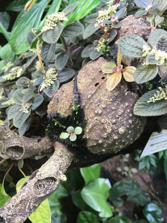 Myrmecodia tuberosa bark