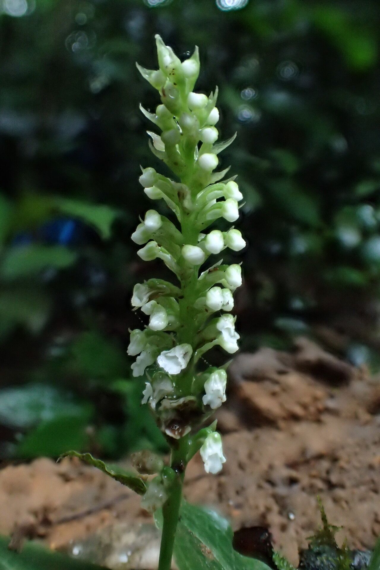 Cynorkis gabonensis flower