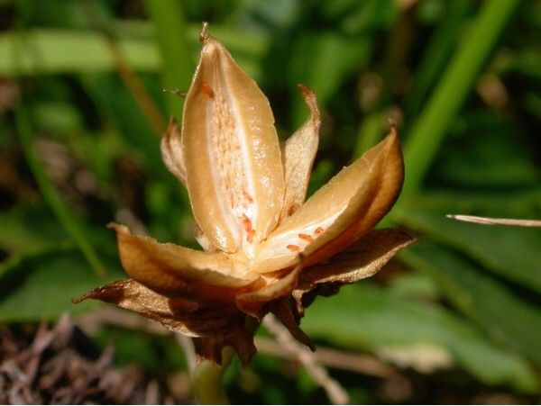 Viola arborescens fruit