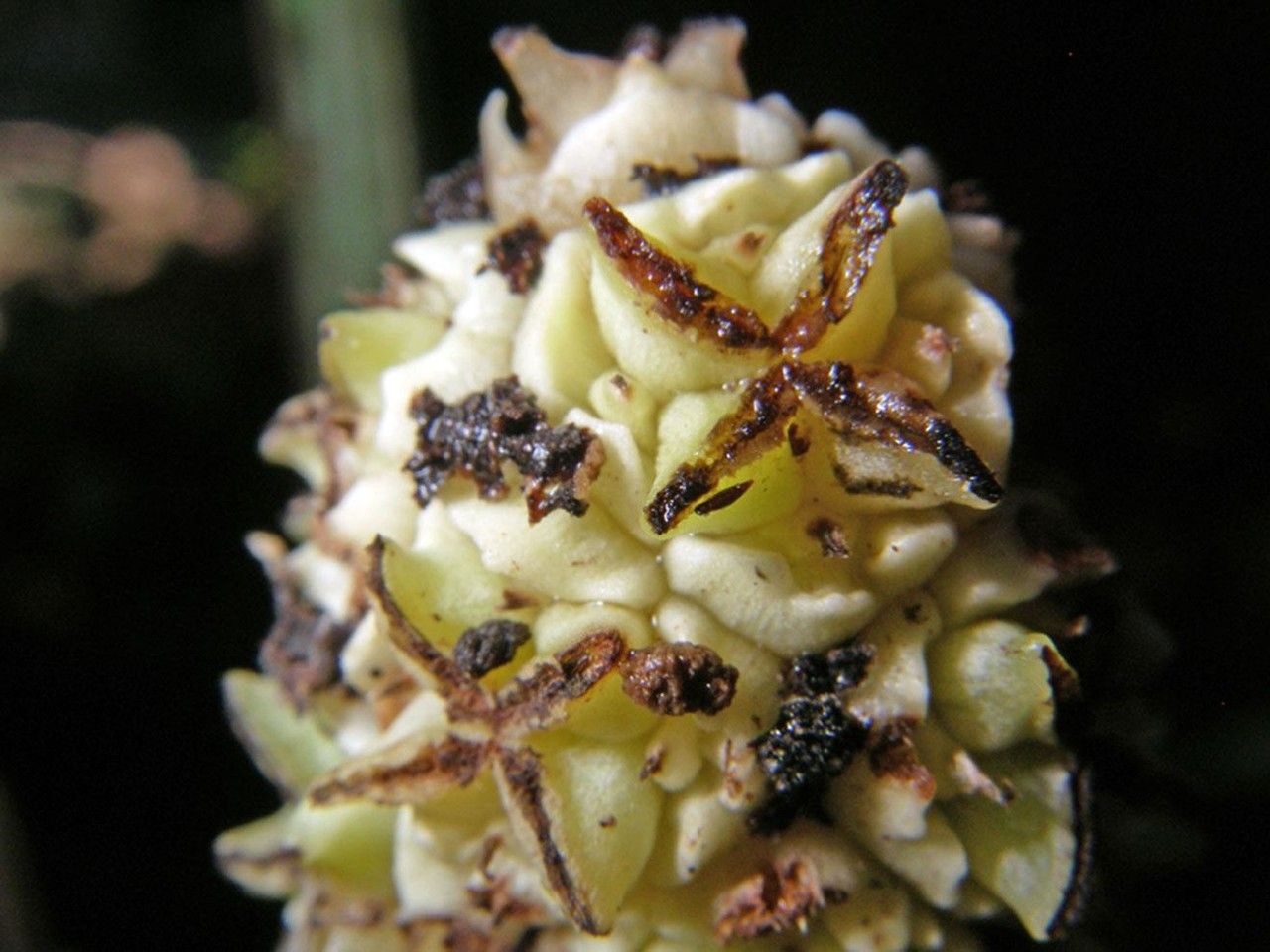 Asplundia uncinata fruit