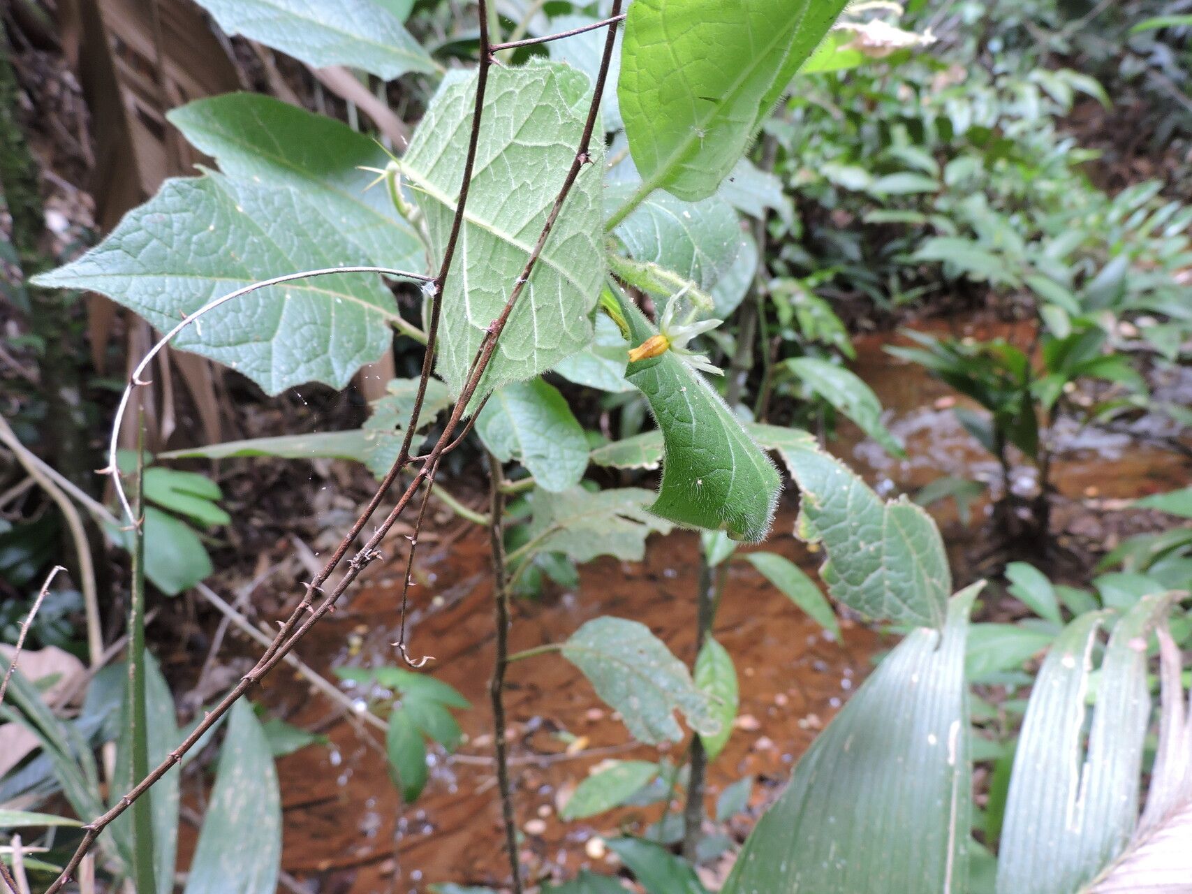 Solanum reflexiflorum flower