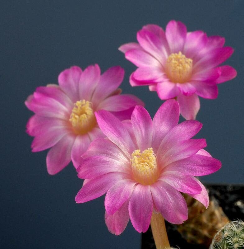 Cochemiea saboae flower