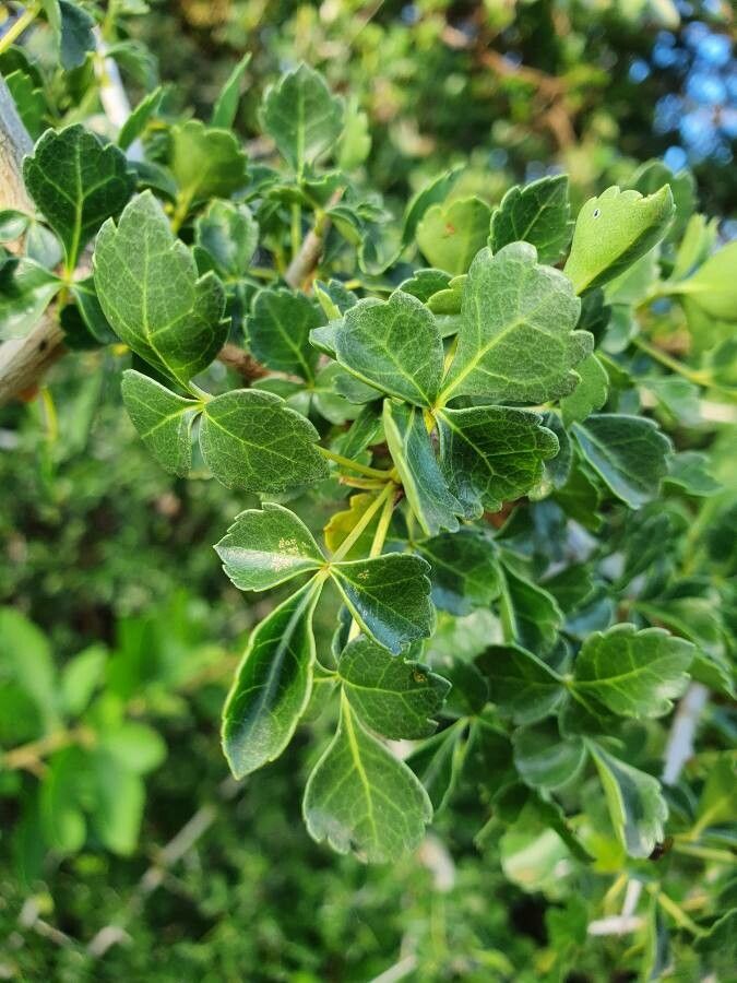 Commiphora holtziana leaf