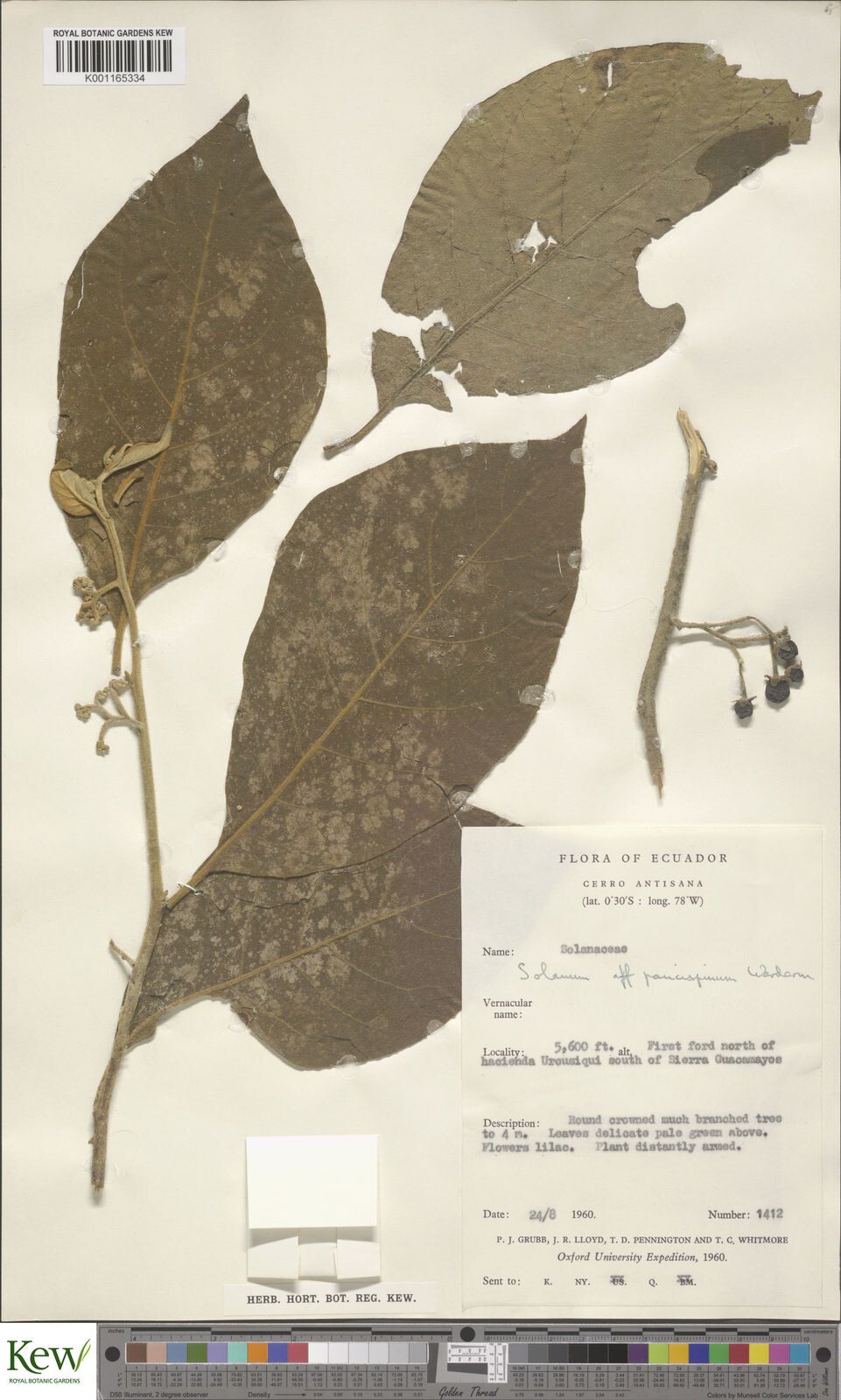 Solanum paucispinum — houseplant care guide