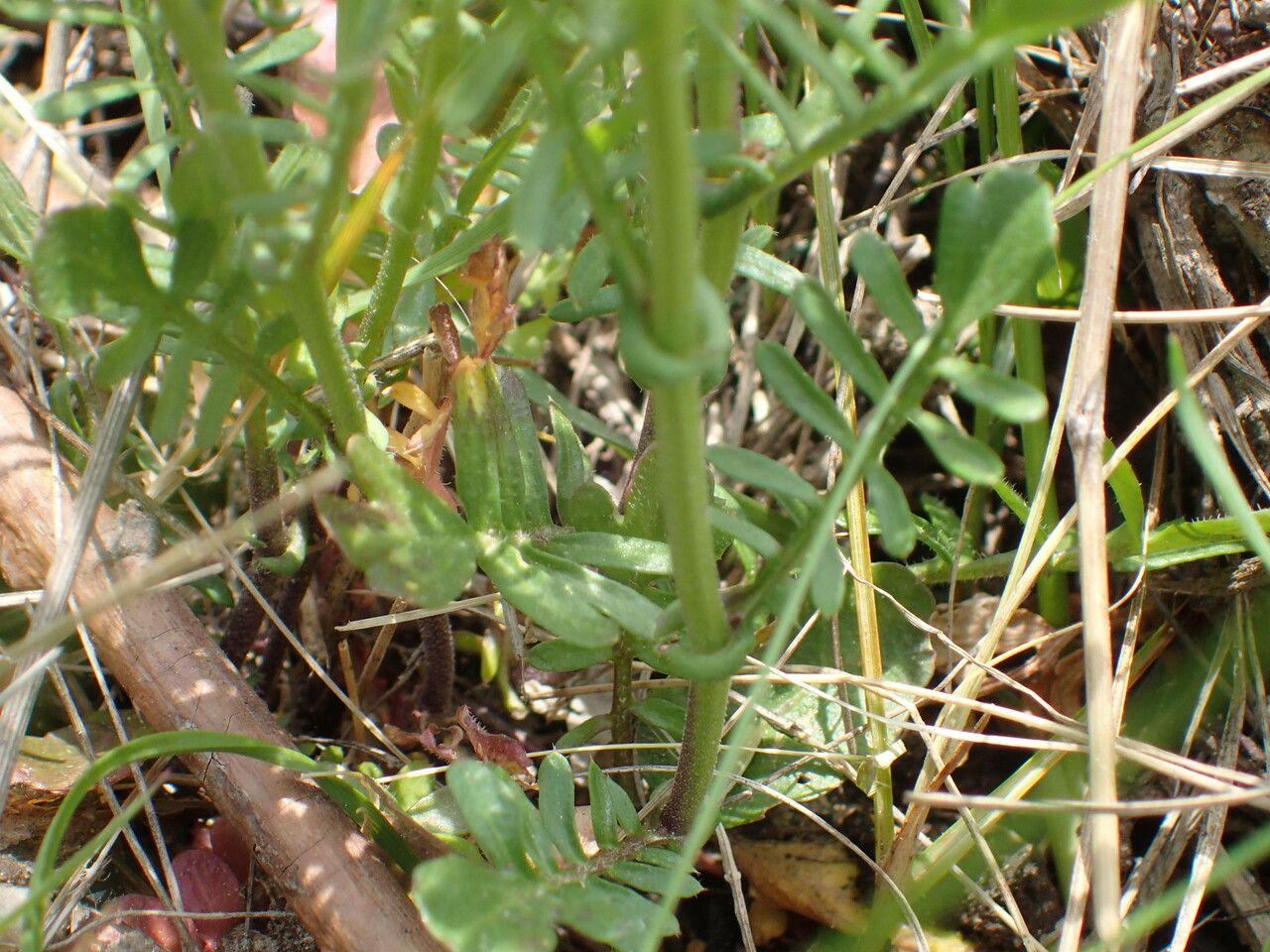 Rorippa pyrenaica leaf