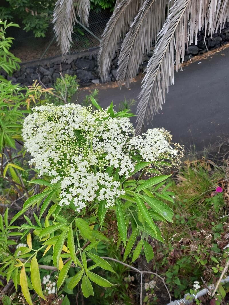 Sambucus palmensis flower