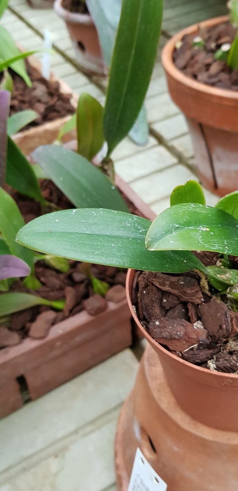 Bulbophyllum habrotinum — houseplant care guide