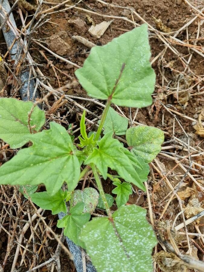 Anoda cristata — search result for 'Belgium'