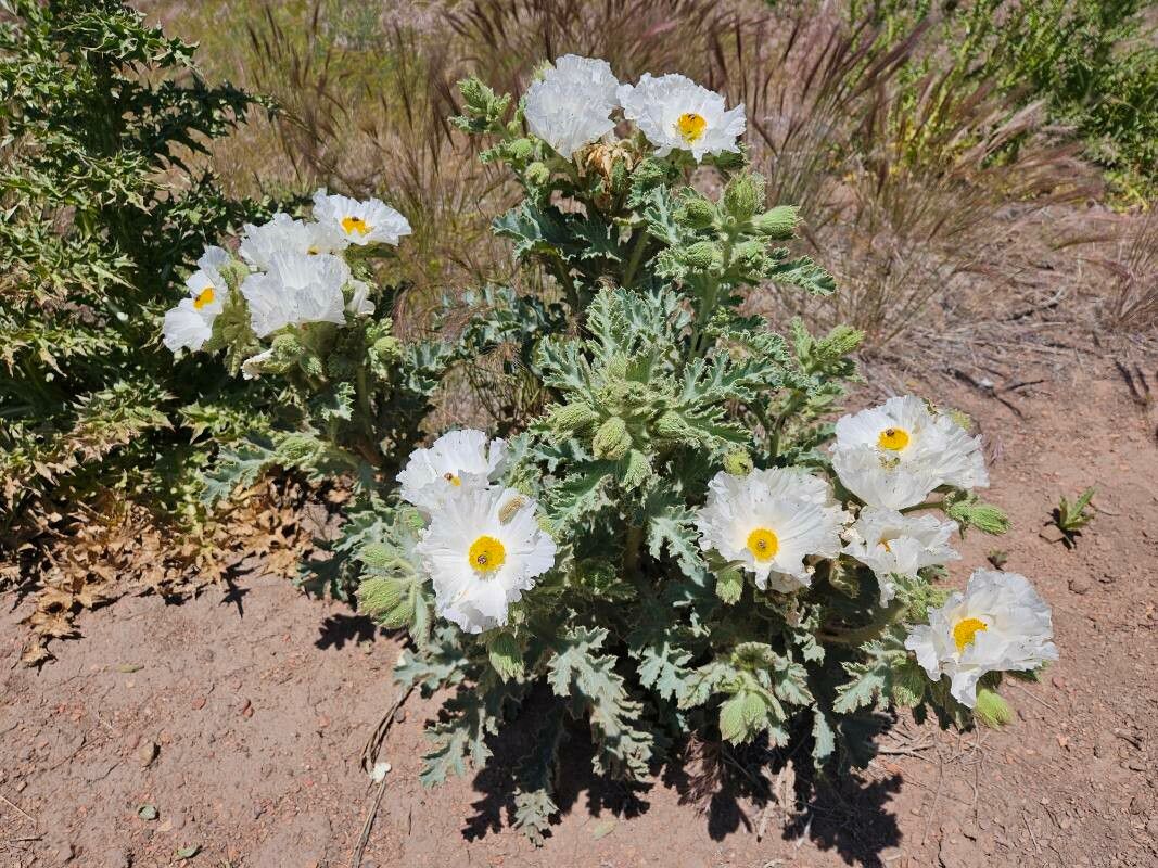 Argemone munita flower