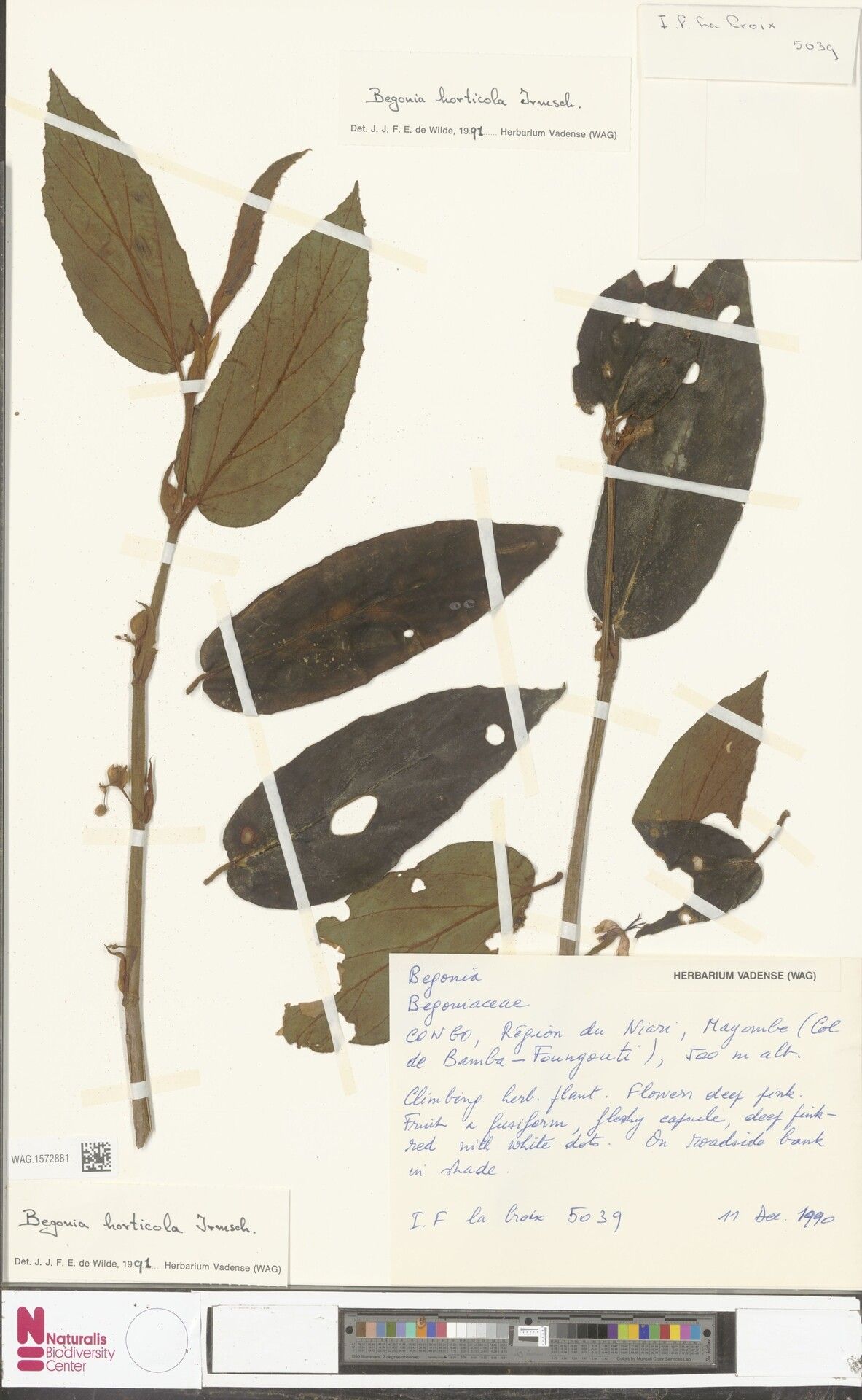 Begonia horticola — houseplant care guide