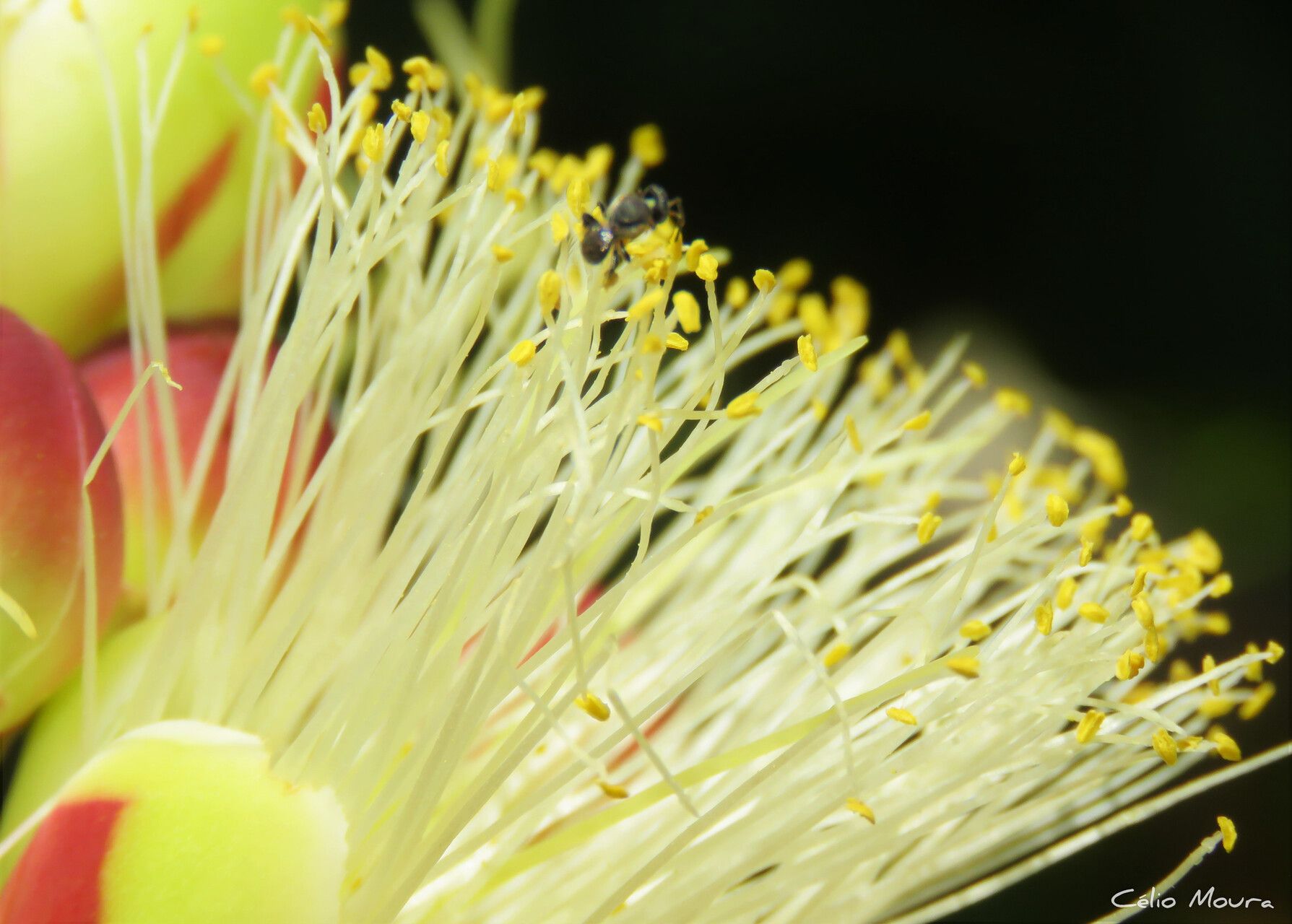 Caryocar coriaceum flower