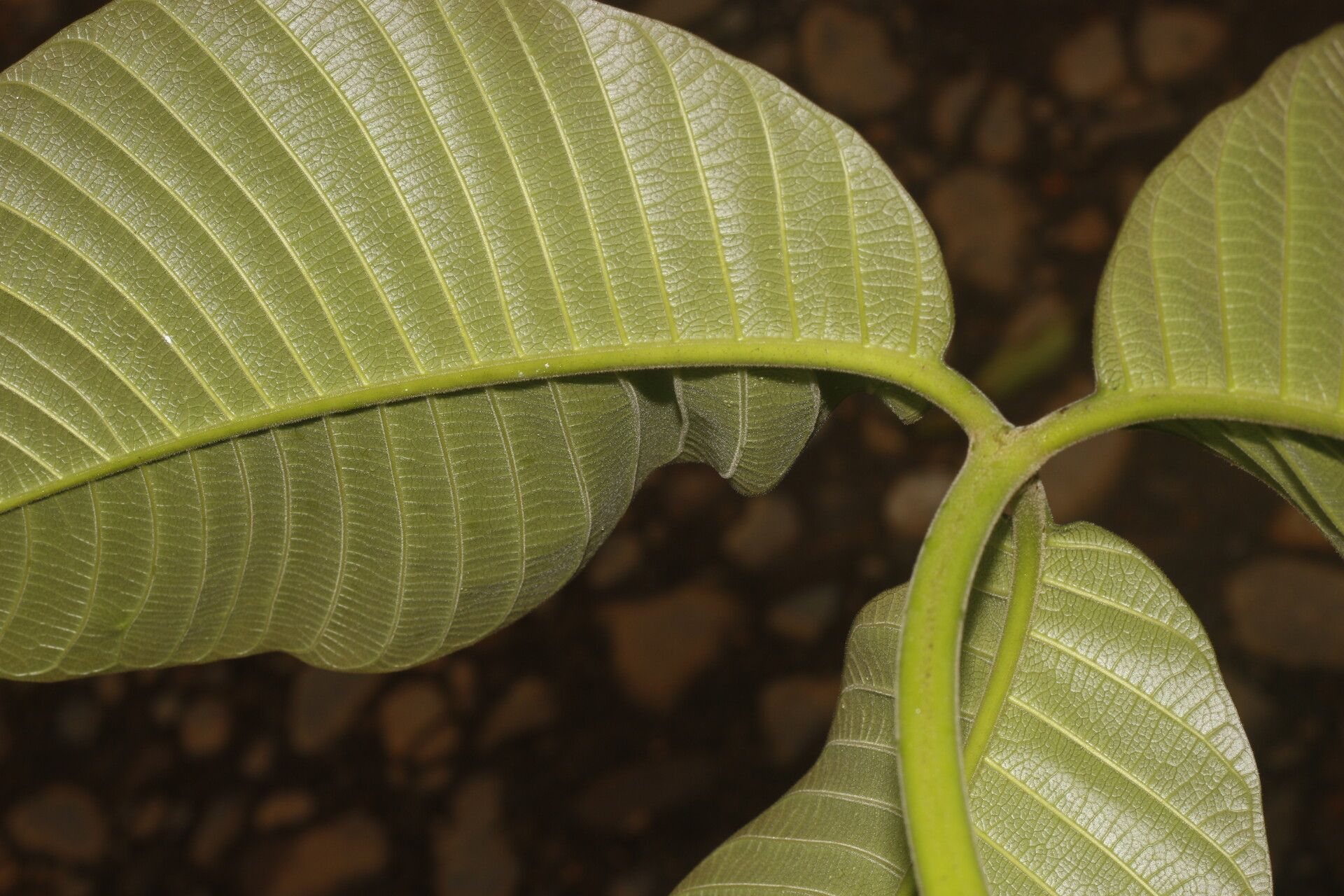 Couma macrocarpa — search result for 'Belize'