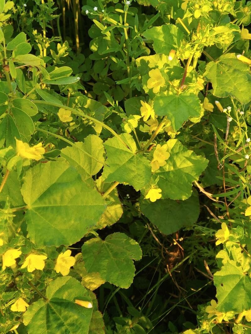 Malachra alceifolia leaf