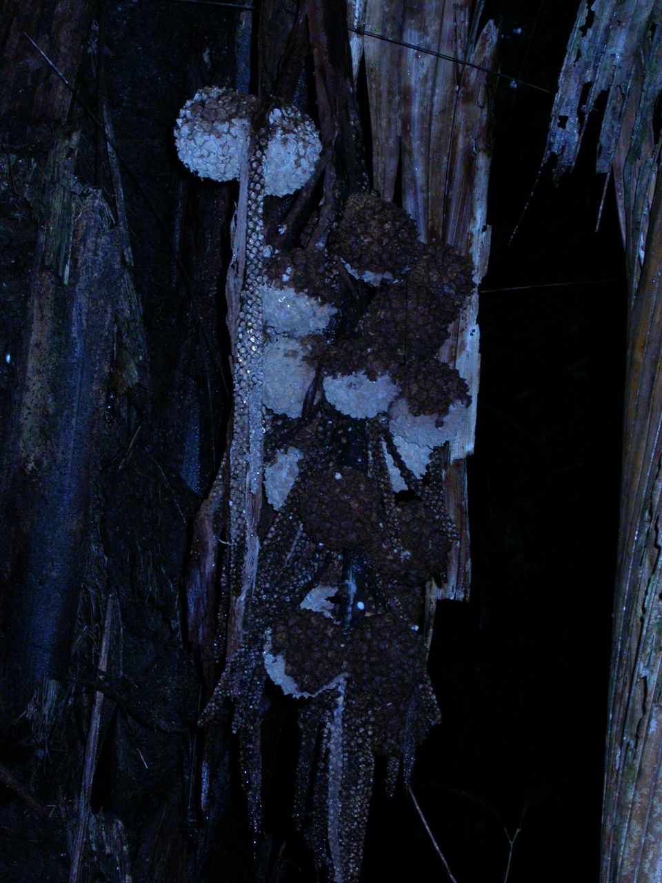 Manicaria saccifera fruit