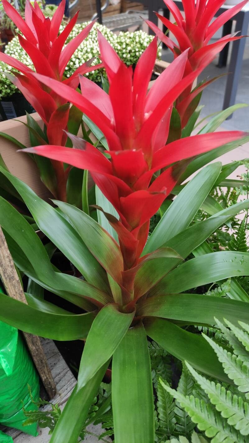 Guzmania spp. habit