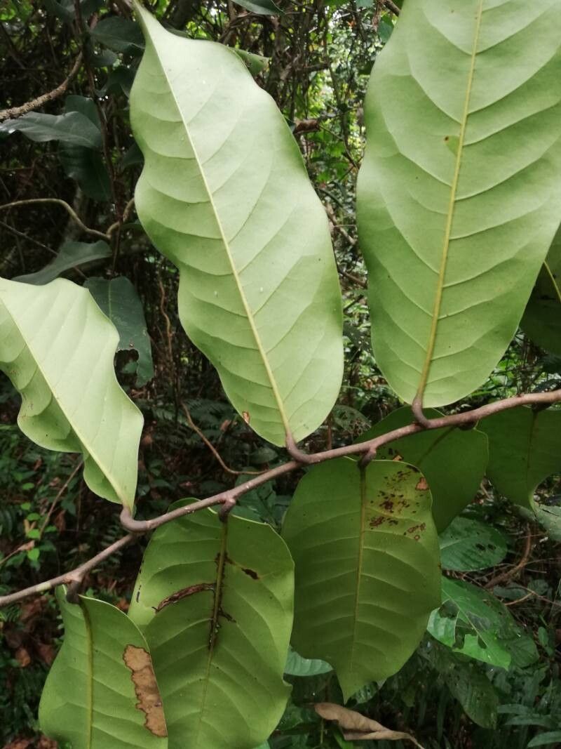 Artabotrys crassipetalus — related species from the same genus