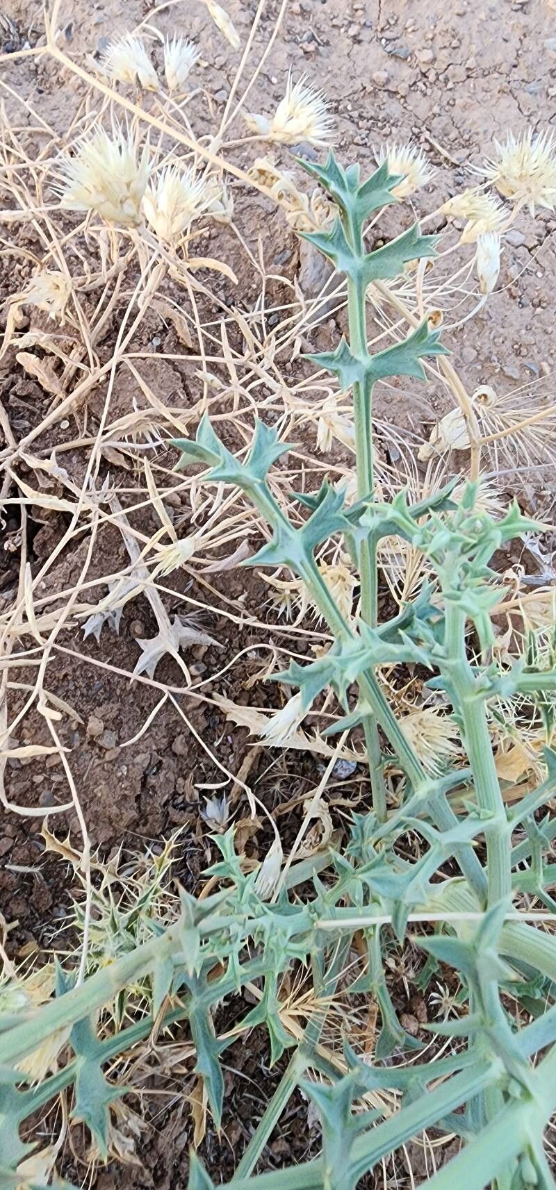 Echinophora platyloba — related species from the same genus