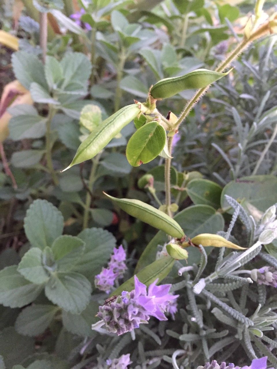 Clitoria falcata fruit
