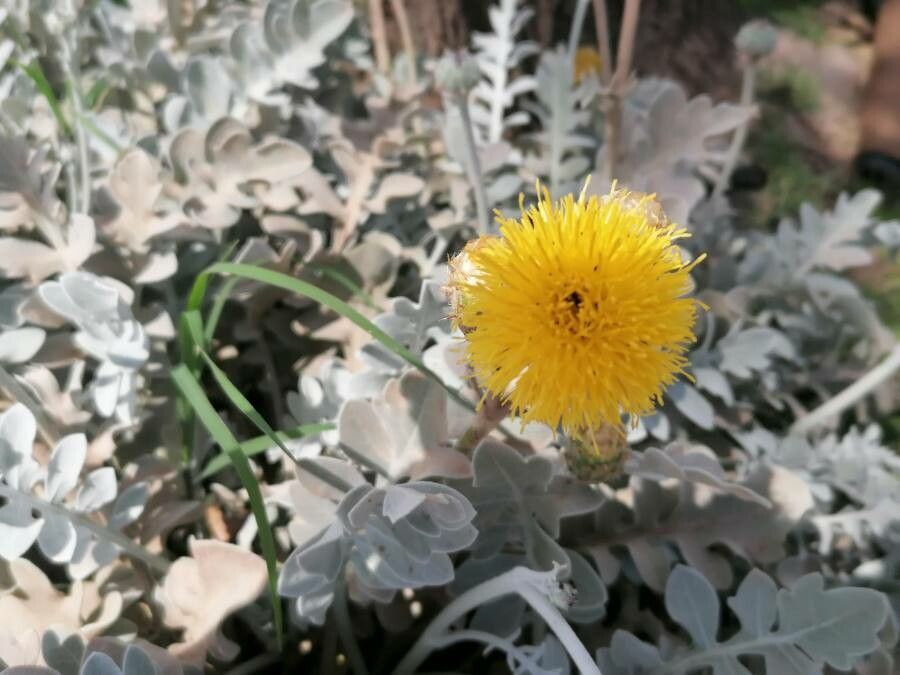 Centaurea ragusina flower