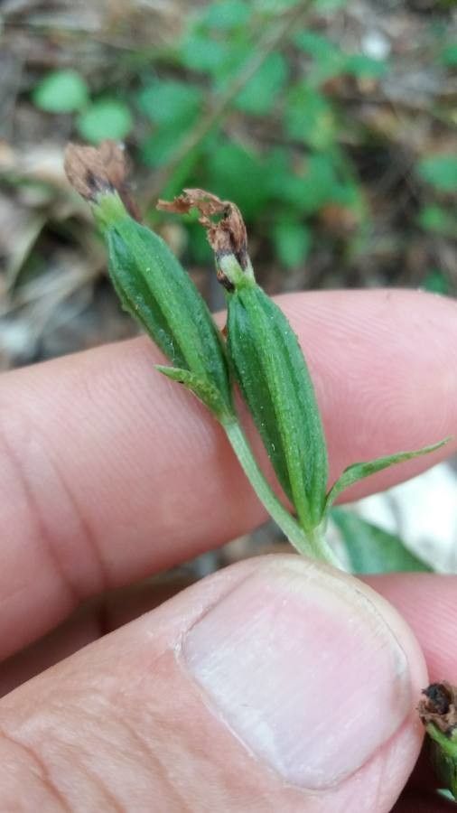 Epipactis atrorubens fruit