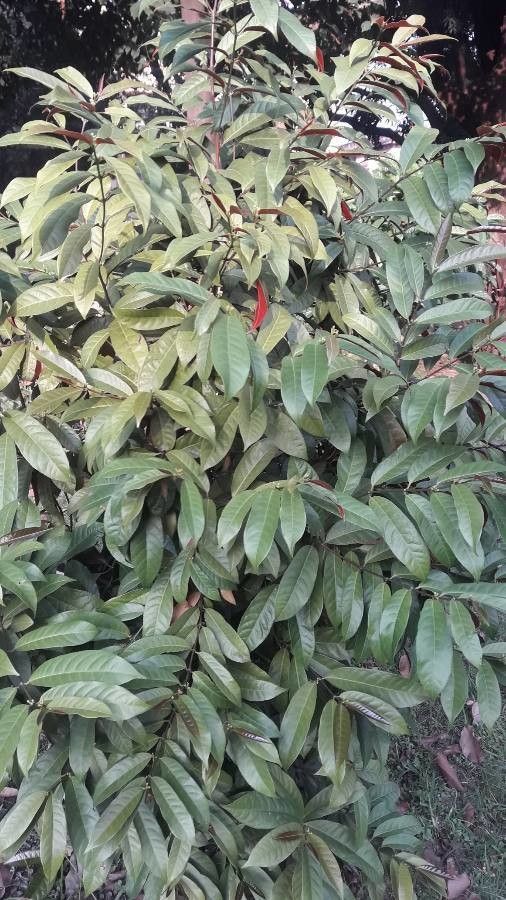 Excoecaria cochinchinensis