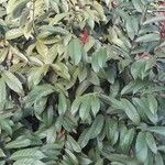 Excoecaria cochinchinensis