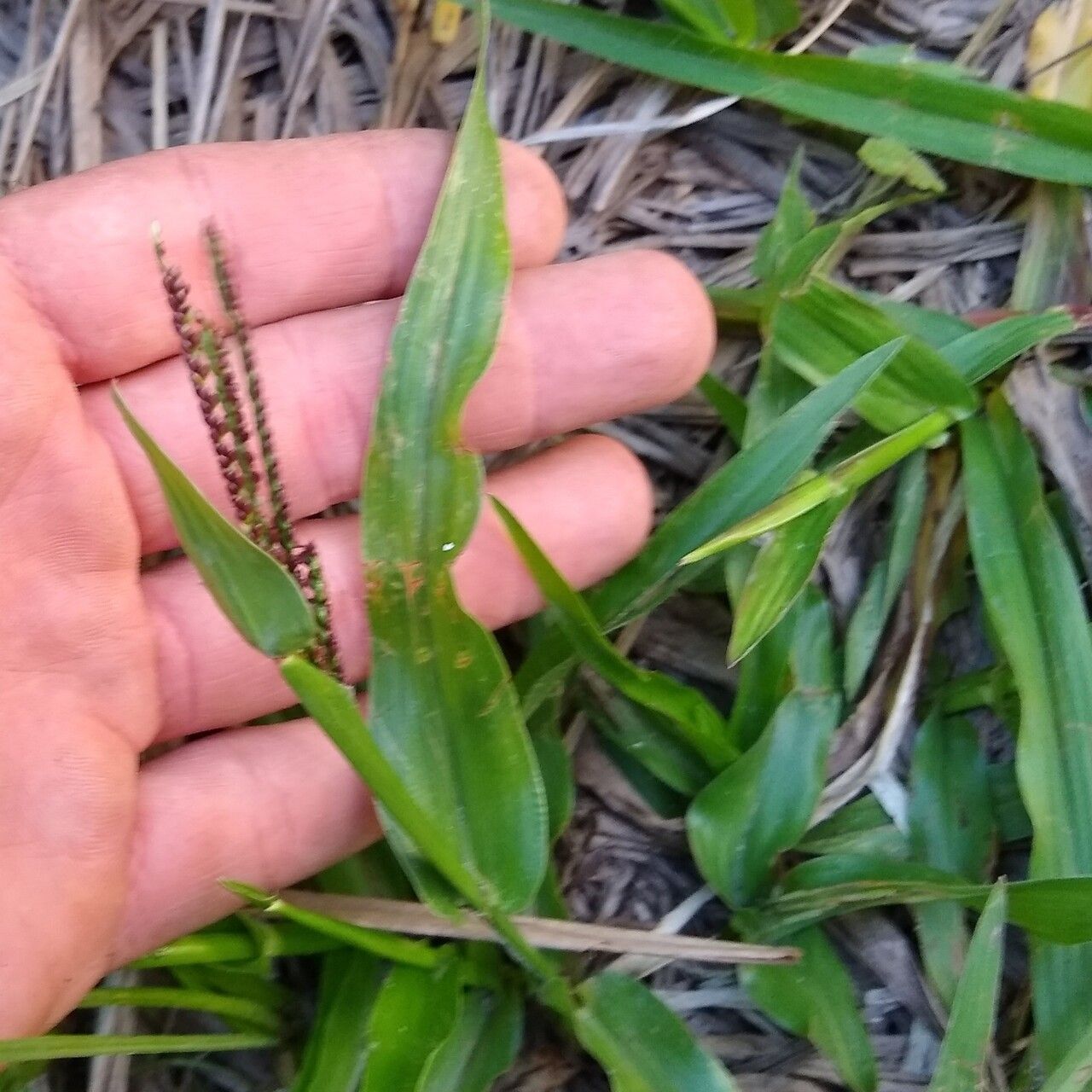 Paspalum maritimum — search result for 'Paspalum'