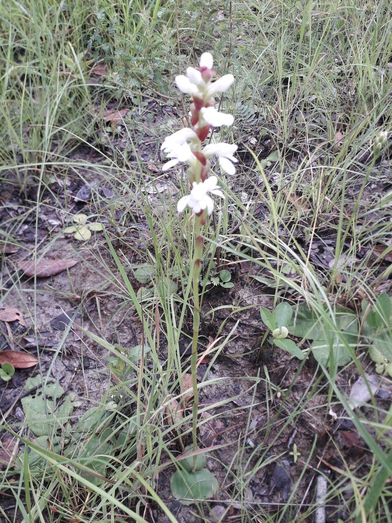 Satyrium carsonii habit