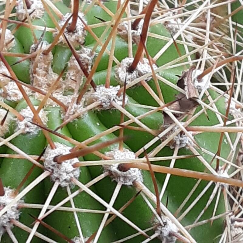 Soehrensia candicans flower