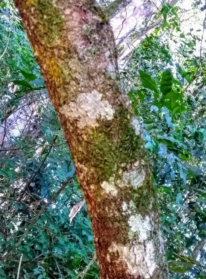 Cabralea canjerana bark
