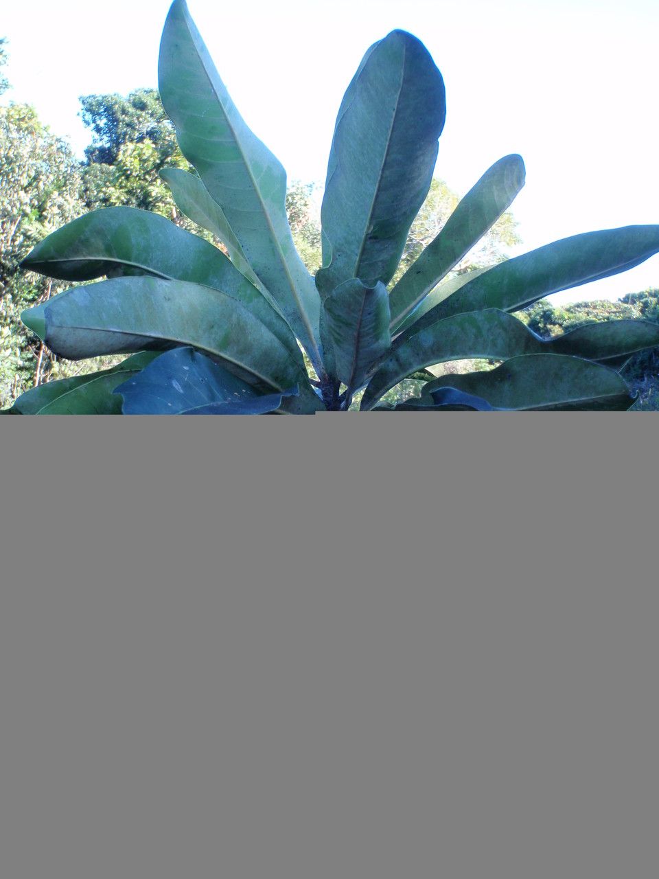 Pycnandra belepensis — related species from the same genus