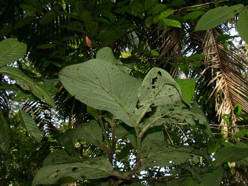 Piper silvicola other