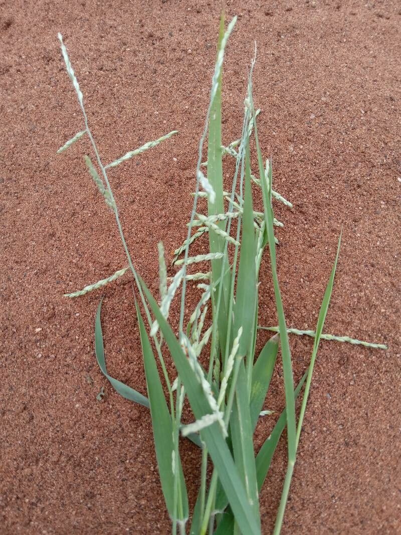 Brachiaria leersioides flower