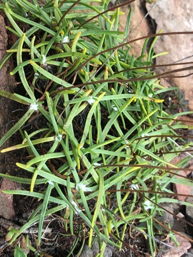 Plantago maritima leaf