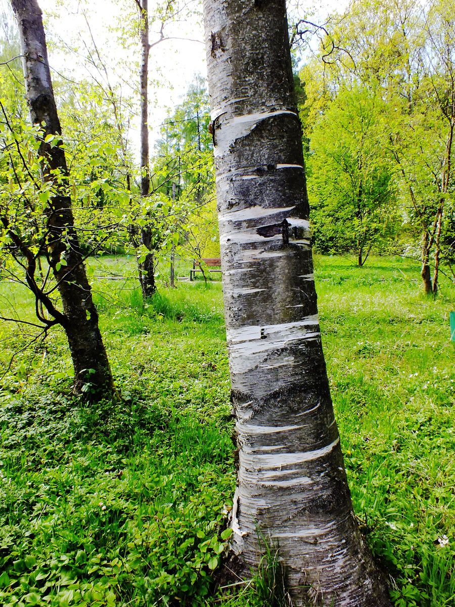 Betula celtiberica bark