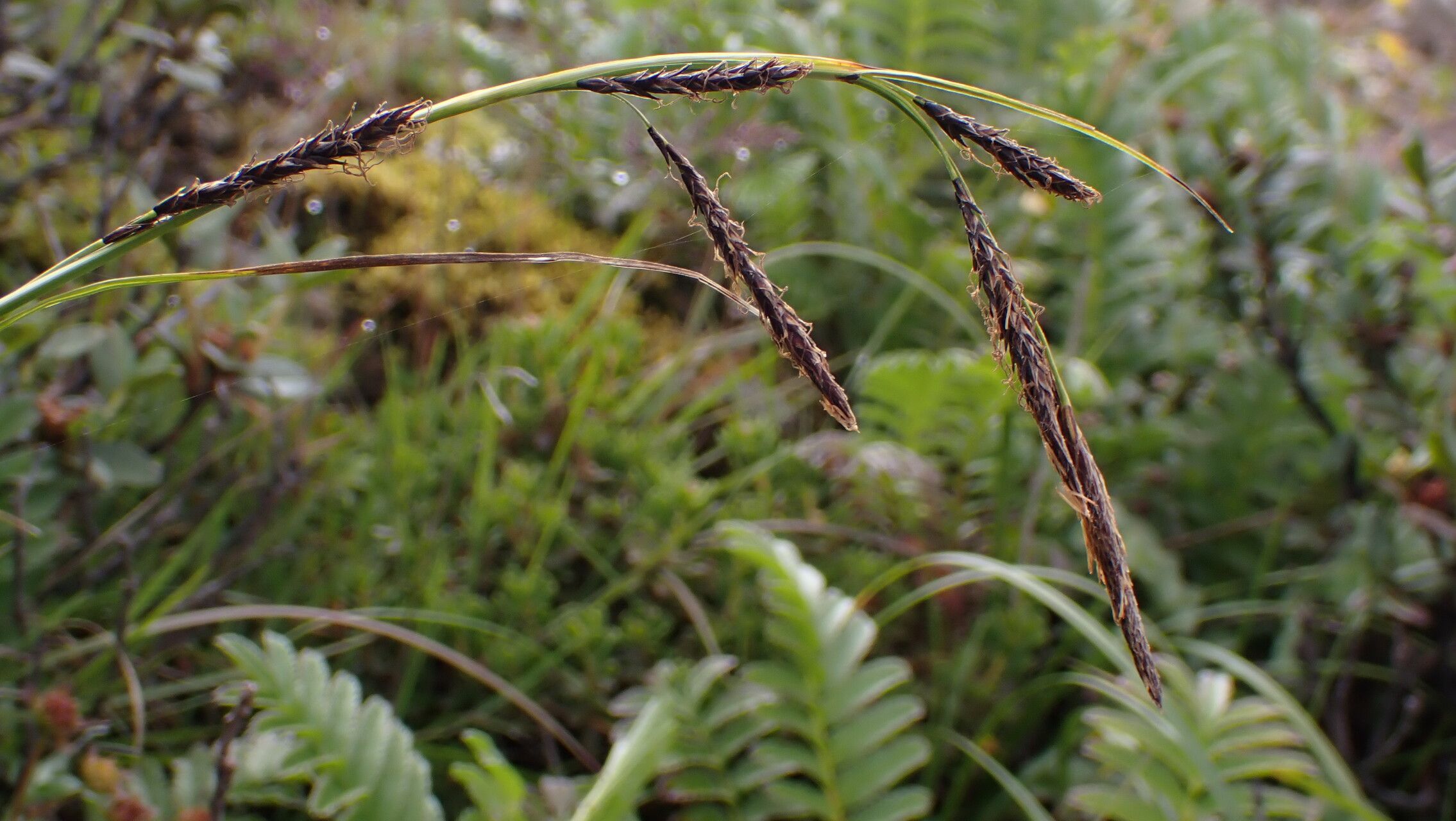 Carex haematostoma — houseplant care guide