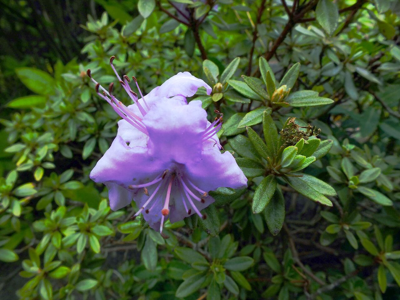 Rhododendron yungningense flower