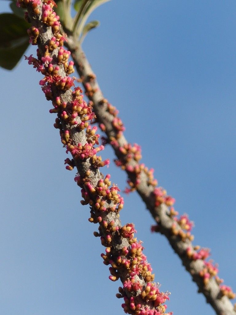 Pycnandra blanchonii fruit