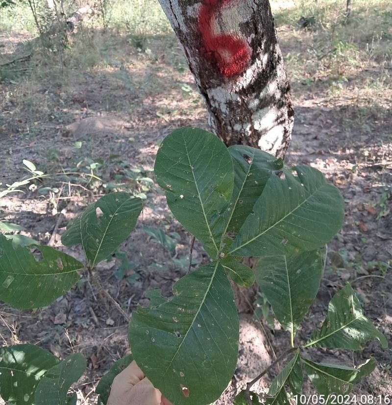 Aspidosperma subincanum leaf