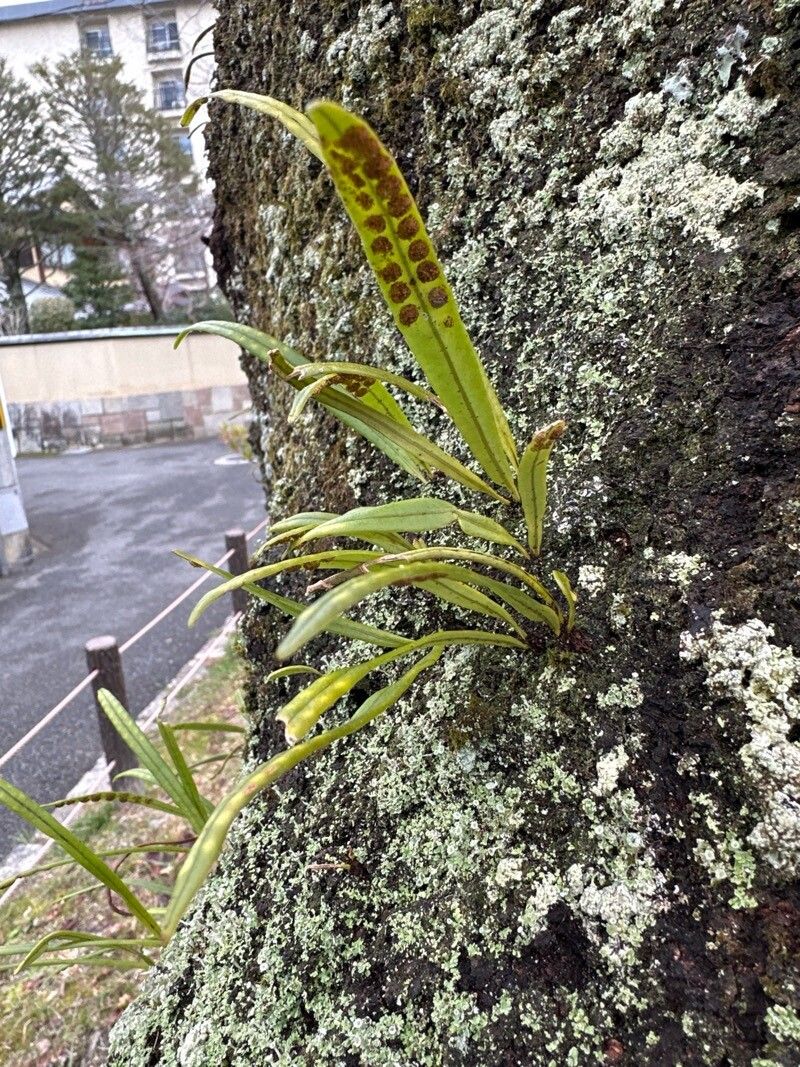 Lepisorus thunbergianus — search result for 'Lepisorus'