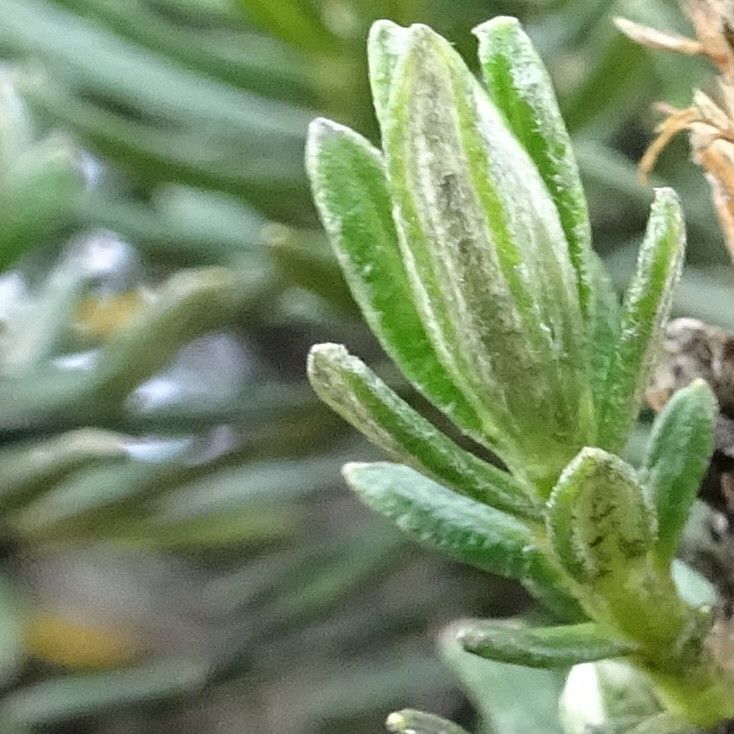 Diplostephium rosmarinifolium leaf