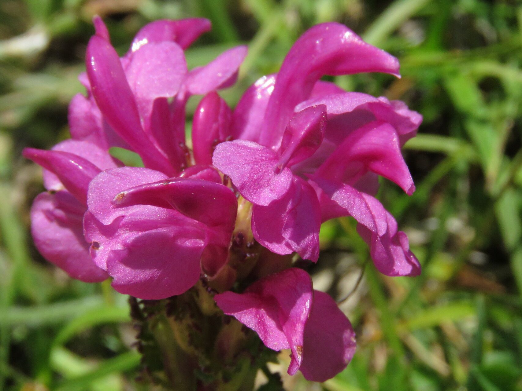 Pedicularis pyrenaica flower