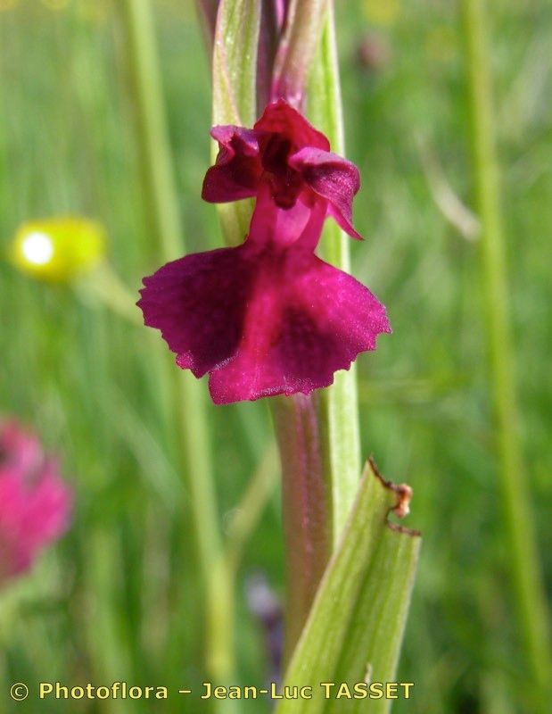 Anacamptis × parvifolia flower