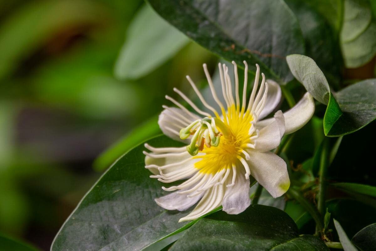 Passiflora discophora flower