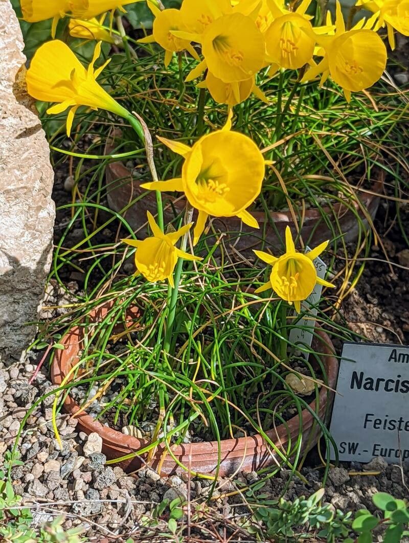 Narcissus obesus — search result for 'Narcissus'