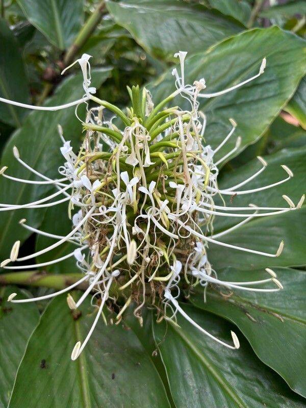 Hedychium longicornutum flower