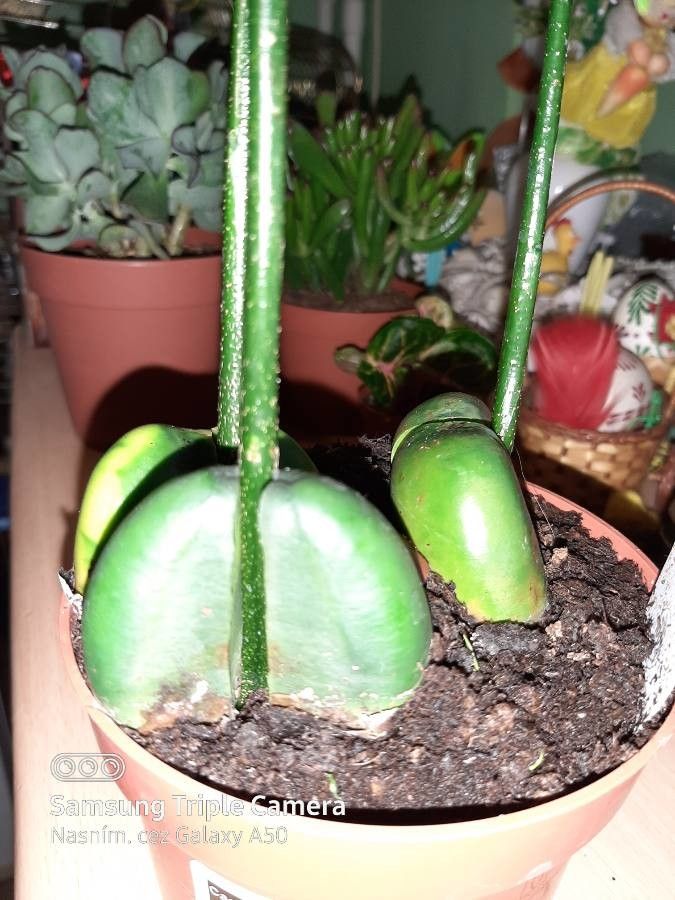 Castanopsis acuminatissima — related species from the same genus