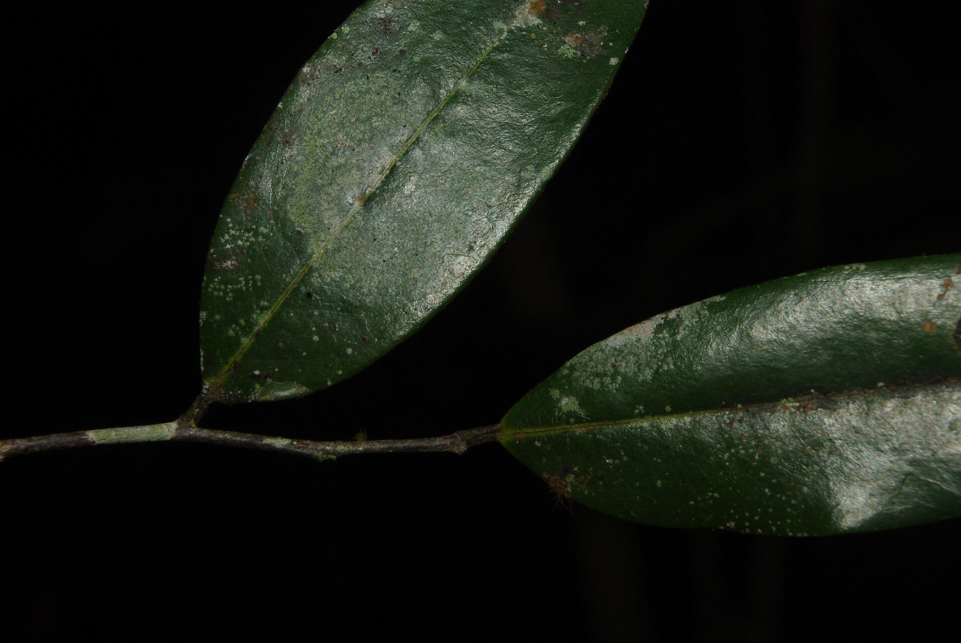 Xylopia cupularis — houseplant care guide