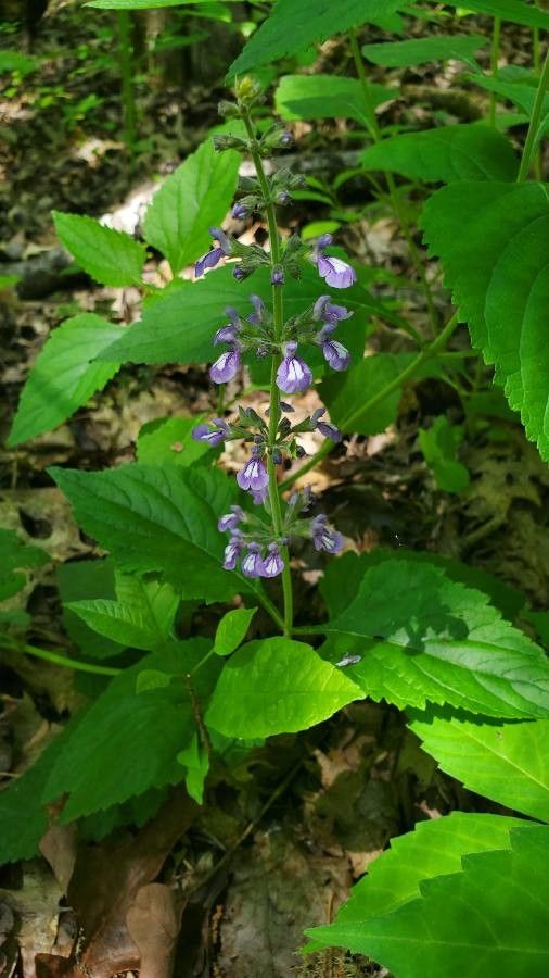 Salvia urticifolia — search result for 'Salvia'