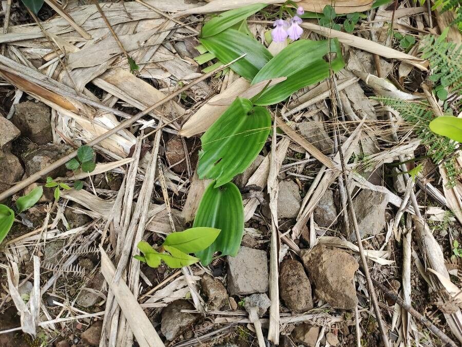 Cynorkis purpurascens — houseplant care guide